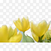 ������ �� ֲ��-������