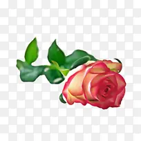 玫瑰 开花 花朵-空若网 玫瑰 开花 花朵-空若网