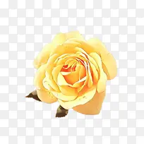 玫瑰 花朵 植物-空若网 玫瑰 花朵 植物-空若网