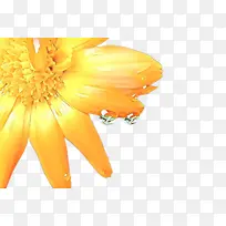 万寿菊 花朵 花卉-空若网 万寿菊 花朵 花卉-空若网