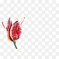郁金香 花朵 植物-空若网 郁金香 花朵 植物-空若网