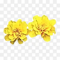 万寿菊 花朵 植物-空若网 万寿菊 花朵 植物-空若网