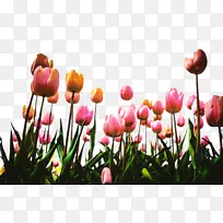 郁金香 花 植物-空若网 郁金香 花 植物-空若网