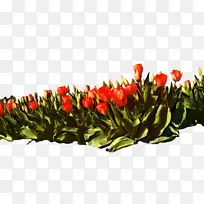 郁金香 花 植物-空若网 郁金香 花 植物-空若网