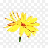 万寿菊 开花 花朵-空若网 万寿菊 开花 花朵-空若网