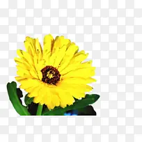 万寿菊 开花 花-空若网 万寿菊 开花 花-空若网