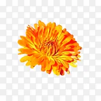 万寿菊 花朵 植物群-空若网 万寿菊 花朵 植物群-空若网