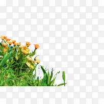 ���پ� ���� ��-������