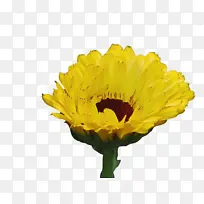 万寿菊 开花 花朵-空若网 万寿菊 开花 花朵-空若网