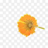 万寿菊 开花 花朵-空若网 万寿菊 开花 花朵-空若网