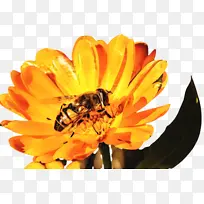 万寿菊 开花 花朵-空若网 万寿菊 开花 花朵-空若网