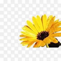 ���پ� ���� ����-������