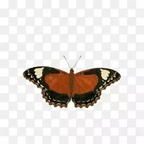 蝴蝶昆虫电脑图标剪贴画昆虫-空若网 蝴蝶昆虫电脑图标剪贴画昆虫-空若网