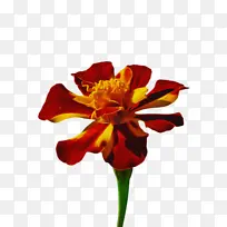 万寿菊 开花 花-空若网 万寿菊 开花 花-空若网