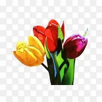 郁金香 花卉 植物-空若网 郁金香 花卉 植物-空若网