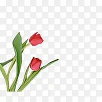 郁金香 花卉 植物-空若网 郁金香 花卉 植物-空若网