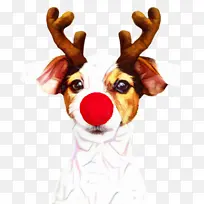 可爱的狗 宠物 动物-空若网 可爱的狗 宠物 动物-空若网