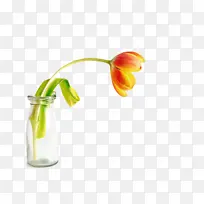 郁金香 花卉 植物-空若网 郁金香 花卉 植物-空若网