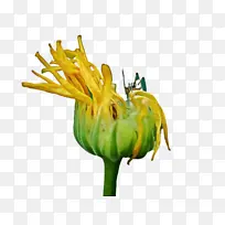 万寿菊 开花 花-空若网 万寿菊 开花 花-空若网