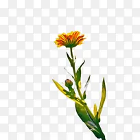 万寿菊 开花 花-空若网 万寿菊 开花 花-空若网