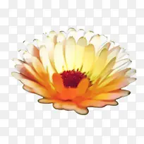 万寿菊 开花 花朵-空若网 万寿菊 开花 花朵-空若网