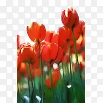 郁金香 花朵 植物-空若网 郁金香 花朵 植物-空若网