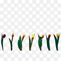 郁金香 花 植物-空若网 郁金香 花 植物-空若网