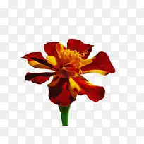 万寿菊 开花 花朵-空若网 万寿菊 开花 花朵-空若网