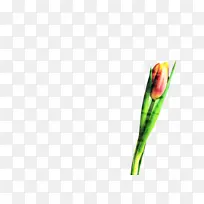 郁金香 花 植物群-空若网 郁金香 花 植物群-空若网