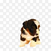 可爱的狗 宠物 动物-空若网 可爱的狗 宠物 动物-空若网