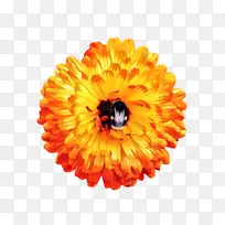 万寿菊 开花 花朵-空若网 万寿菊 开花 花朵-空若网