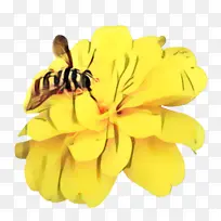 ���پ� ���� ��-������