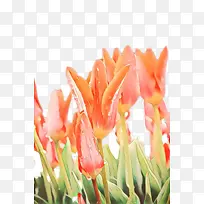 卡通 郁金香 切花-空若网 卡通 郁金香 切花-空若网