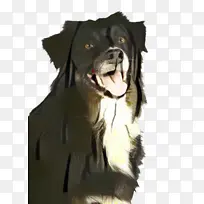 可爱的狗 宠物 动物-空若网 可爱的狗 宠物 动物-空若网