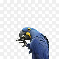 金刚鹦鹉喙钴蓝蓝色羽毛动物群钴鸟生物翅膀-空若网 金刚鹦鹉喙钴蓝蓝色羽毛动物群钴鸟生物翅膀-空若网