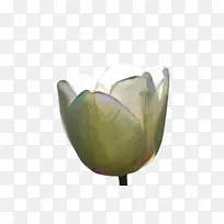 郁金香 花 植物群-空若网 郁金香 花 植物群-空若网