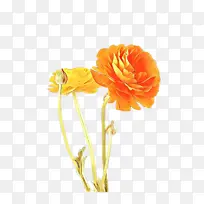 ��ͨ �л� ֲ�ﾥ-������