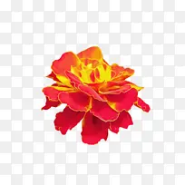 万寿菊 开花 花朵-空若网 万寿菊 开花 花朵-空若网