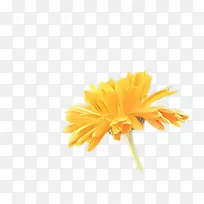 万寿菊 开花 花朵-空若网 万寿菊 开花 花朵-空若网