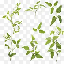 树枝 植物茎 草药-空若网 树枝 植物茎 草药-空若网