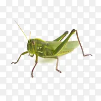 昆虫 蝗虫 平行蝗虫-空若网 昆虫 蝗虫 平行蝗虫-空若网