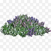 ¹àľ Ö²Îï »¨¶ä-¿ÕÈôÍø ¹àľ Ö²Îï »¨¶ä-¿ÕÈôÍø