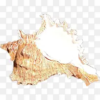 卡通 海螺 贝壳-空若网 卡通 海螺 贝壳-空若网