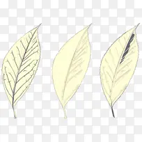 叶 植物 树-空若网 叶 植物 树-空若网