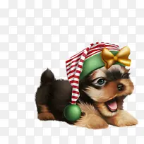 Լ�˿��� С�� ����Ȯ-������