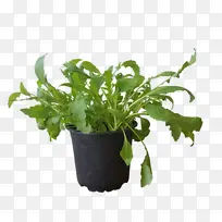 桃金娘 地被植物 植物-空若网 桃金娘 地被植物 植物-空若网