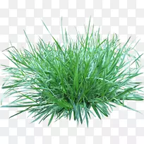 图像分辨率剪贴画-草-空若网 图像分辨率剪贴画-草-空若网