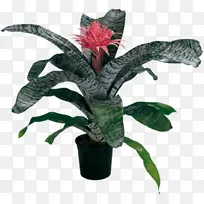 植物 室内植物 花园-空若网 植物 室内植物 花园-空若网