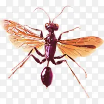 卡通 昆虫 大黄蜂-空若网 卡通 昆虫 大黄蜂-空若网