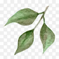 叶子 绘画 水彩画-空若网 叶子 绘画 水彩画-空若网